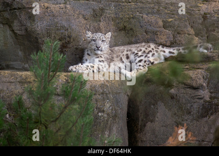 Snow Leopard cub, 5 months old Stock Photo
