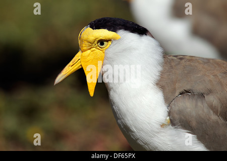 Portrait of a masked lapwing (Vanellus miles), Northern territory, Australia Stock Photo