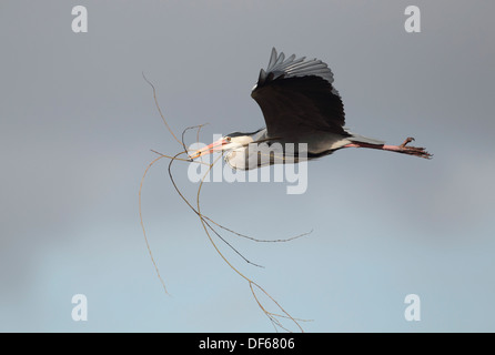 Grey Heron Ardea cinerea Stock Photo