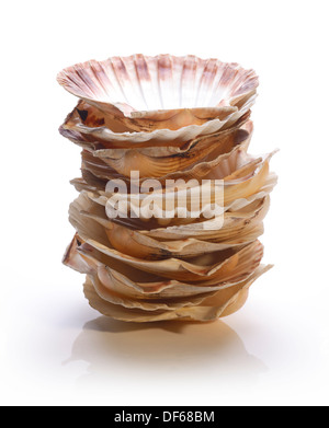 Stack of scallop shells Stock Photo