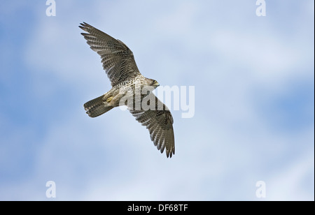 Gyr Falcon Falco rusticolus Close up side view grey phase perched on a ...