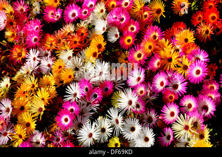 Big colorful group of Livingstone daisies Dorotheanthus bellidiformis in different colors Stock Photo