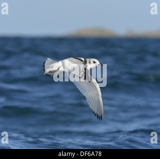 Kittiwake Rissa tridactyla - Juvenile in flight Stock Photo