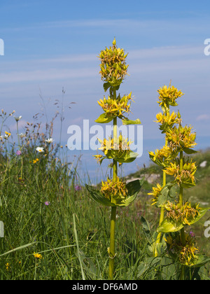 Alpine flower, an ingredient in Angostura bitter,  Gentiana lutea or Great Yellow Gentian in the Swiss Alps Stock Photo