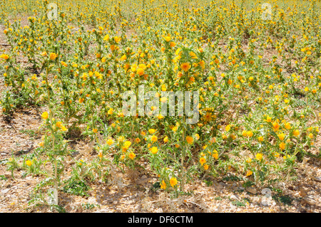 Common Golden Thistle or Spanish Oyster Thistle (Scolymus hispanicus) Stock Photo