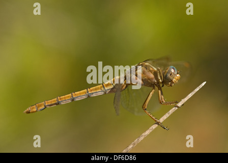 Female Keeled Darter (Orthetrum coerulescens) Stock Photo