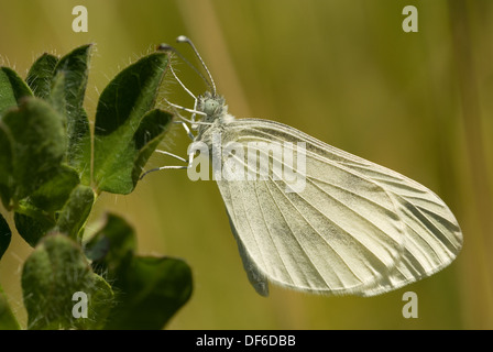 Wood White Butterfly (Leptidea sinapis) Stock Photo
