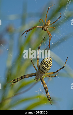 Wasp Spider pair (Argiope bruennichi) with the female (bottom) much larger than the male. Stock Photo