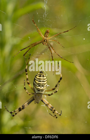Wasp Spider pair (Argiope bruennichi) with the female (bottom) much larger than the male. Stock Photo