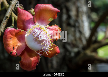 Cannonball tree flower Couroupita guianensis Stock Photo