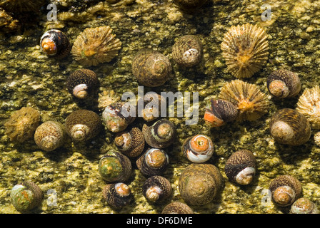 Group of winkles and limpets in an intertidal pool. Stock Photo