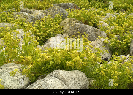 Sea Fennel (Crithmum maritimum) flowering on the coastal rocks Stock Photo