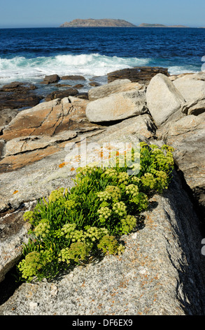Sea fennel (Crithmum maritimum) flowering on the coastal rocks with the Sisargas islands on the background. Galicia, Spain. Stock Photo