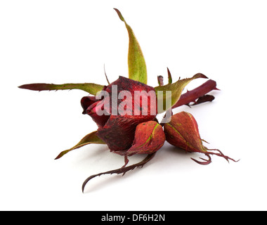 Dry rose isolated on white background Stock Photo