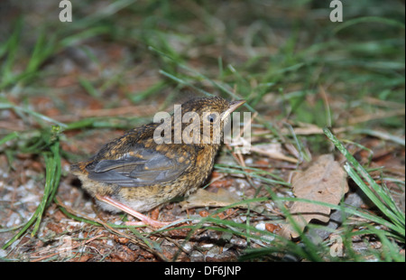 European robin (Erithacus rubecula) fledgling on the ground Stock Photo