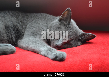 Russian Blue cat sleeping on a red fleece blanket Stock Photo