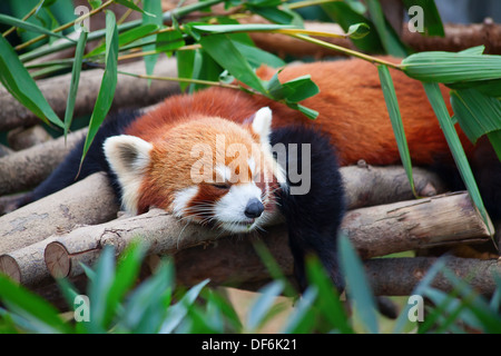 Red panda (firefox) sleeping on the tree Stock Photo