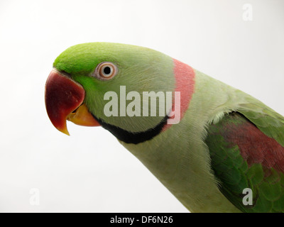 Alexandrine Parakeet / Alexandrian Parrot (Psittacula eupatria) Stock Photo