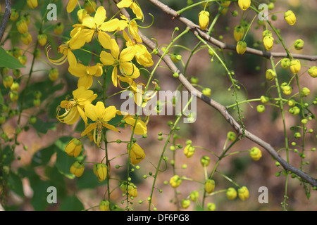 Yellow Flowers of  Indian Laburnum including flower bud Stock Photo