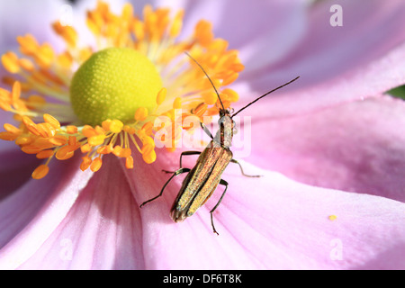 Female thick-legged flower beetle Stock Photo