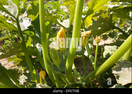 masses of marrow flowers on a single plant  ready for development and growth into mature vegetables Stock Photo