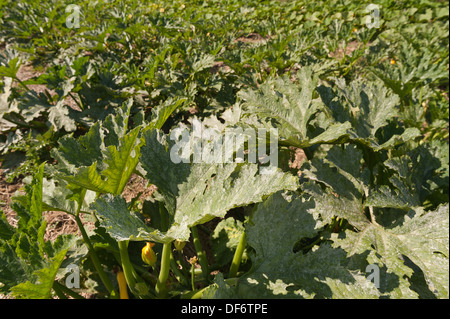 marrow ripening in last sunny rays of Summer crop ripening hidden beneath a mass of protective leaves in field Stock Photo