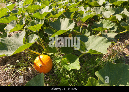 Pumpkin marrow ripening in last sunny rays of Summer crop ripening hidden beneath a mass of protective leaves in field Stock Photo