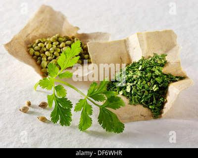 Corinder leaves herb & ground corinader spice composed arrangement Stock Photo