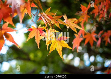 Small beautiful foliage of a Japanese maple tree (Acer palmatum) in the Imperial Palace East Garden in Tokyo, Japan. Stock Photo