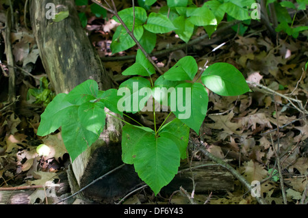 Poison Ivy, Toxicodendron radicans In the forest Stock Photo