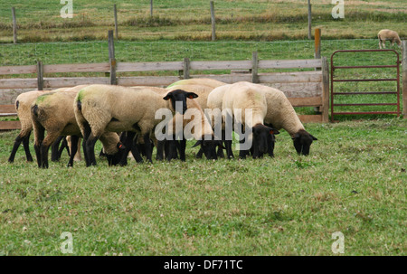 Herd of black-faced sheep in a fenced pasture with green grass Stock Photo