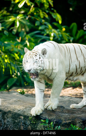 Bengal Tiger Standing On The Rock Stock Photo, Picture and Royalty Free  Image. Image 27856644.