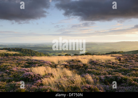 Heather in flower on the Quantock Hills overlooking rural Somerset countryside. Stock Photo