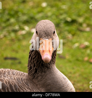 Closeup of Greylag goose ( Anser Anser ) showing front of head, bill and eyes set for forward vision. Stock Photo