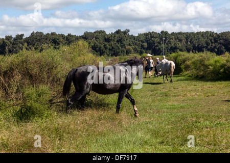 Florida Spanish Cracker, Chickasaw Pony herd grazing on Paynes Prairie. Stock Photo