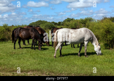 Florida Spanish Cracker, Chickasaw Pony horses including pregnant white mare grazing on Paynes Prairie. Stock Photo