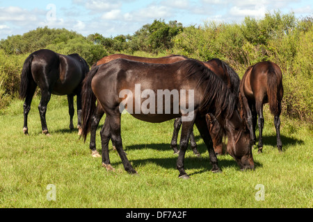 Florida Spanish Cracker, Chickasaw Pony herd grazing on Paynes Prairie. Stock Photo