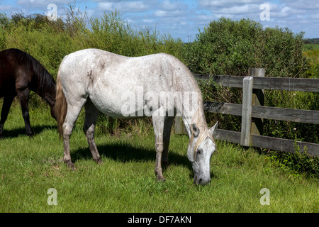 Florida Spanish Cracker, Chickasaw Pony horses including pregnant white mare grazing on Paynes Prairie. Stock Photo