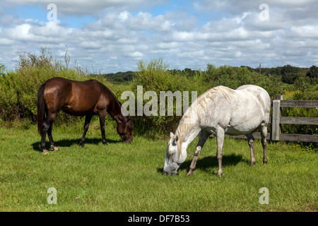 Florida Spanish Cracker, Chickasaw Pony horses including pregnant white mare grazing on Paynes Prairie. Stock Photo