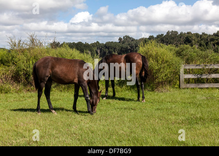 Florida Spanish Cracker, Chickasaw Pony horses grazing on Paynes Prairie. Stock Photo