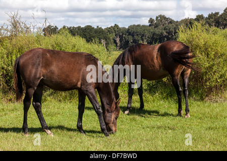 Florida Spanish Cracker, Chickasaw Pony horses grazing on Paynes Prairie. Stock Photo