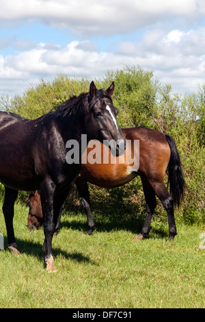 Florida Spanish Cracker, Chickasaw Pony horses grazing on Paynes Prairie. Stock Photo