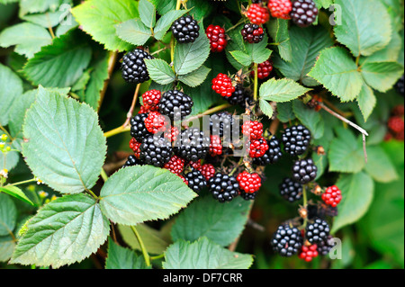 Ripe and unripe blackberries (Rubus sectio Rubus) on the bush, Lower Saxony, Germany Stock Photo