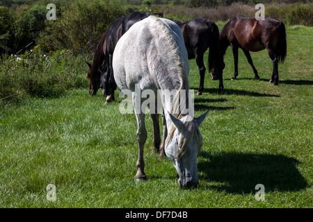 Florida Spanish Cracker, Chickasaw Pony horses including pregnant white mare grazing on Paynes Prairie. Stock Photo