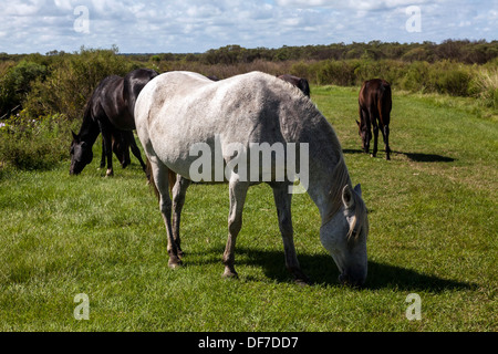 Florida Spanish Cracker, Chickasaw Pony horses including pregnant white mare grazing on Paynes Prairie. Stock Photo