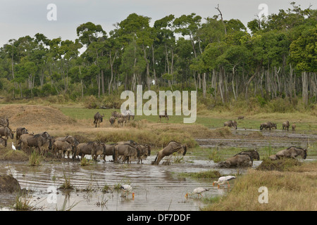 Eastern wildebeest (Connochaetes taurinus albojubatus) crossing a water hole pool on the Mara River in the Great Migration Stock Photo