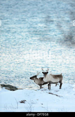Two reindeer (Rangifer tarandus) on snow before fjord, Sommeroya, Tromsø, Troms, Northern Norway, Norway Stock Photo