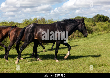 Florida Spanish Cracker, Chickasaw Pony herd roaming on Paynes Prairie. Stock Photo