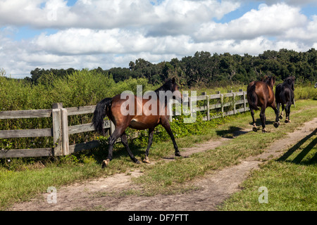 Florida Spanish Cracker, Chickasaw Pony herd trotting on Paynes Prairie. Stock Photo