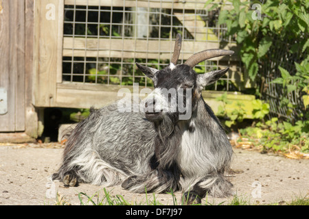A pygmy (pigmy) goat at the Animal World attraction at Moss Bank Park, Bolton, on its final weekend of operation before closing. Stock Photo